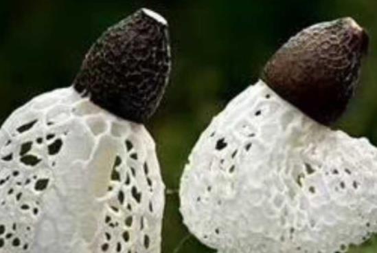 產婦可以吃竹蓀嗎?什么樣的竹蓀不能吃?