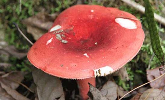 紅菇可以經常吃嗎?吃紅菇有哪些功效?