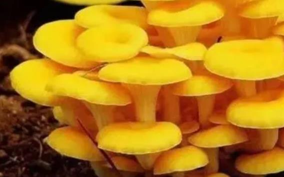 孕婦可以吃玉皇菇嗎?玉皇菇不宜和什么一起吃?