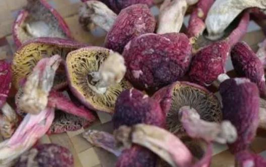 紅菇可以經常吃嗎?吃紅菇有哪些功效?