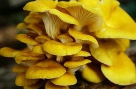 孕婦可以吃玉皇菇嗎?玉皇菇不宜和什么一起吃?