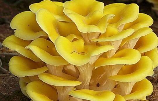 孕婦可以吃玉皇菇嗎?玉皇菇不宜和什么一起吃?