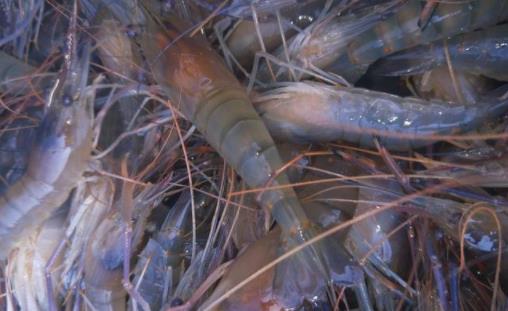 羅氏蝦和基圍蝦哪個好 羅氏蝦和基圍蝦有什么區別