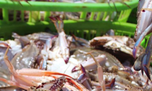 從冰箱里拿出來的螃蟹可以直接吃嗎 螃蟹蒸到什么樣才算熟