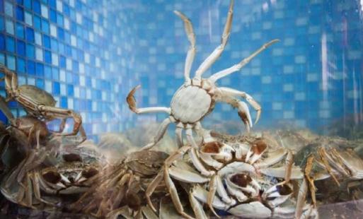 吃完螃蟹三個(gè)小時(shí)能吃柿子嗎 吃完螃蟹后吃點(diǎn)什么比較好