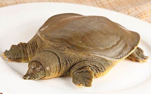 甲魚吃了會過敏嗎 甲魚吃了會上火嗎