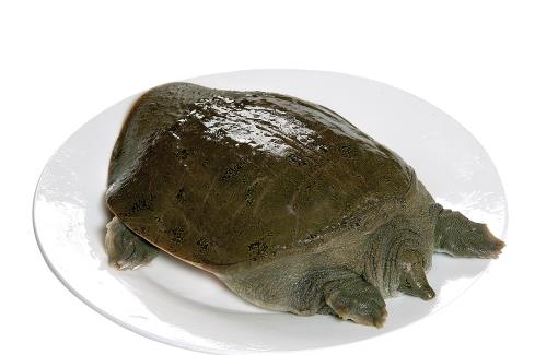 甲魚吃了會過敏嗎 甲魚吃了會上火嗎