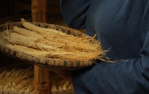 人參口含效果好嗎 人參泡水喝好還是煮水喝好