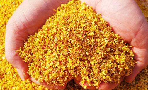 桂花茶和菊花茶可以一起喝嗎 桂花茶安神嗎