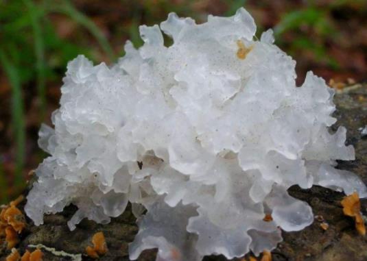 銀耳可以隔夜吃嗎?銀耳有哪些營(yíng)養(yǎng)價(jià)值?