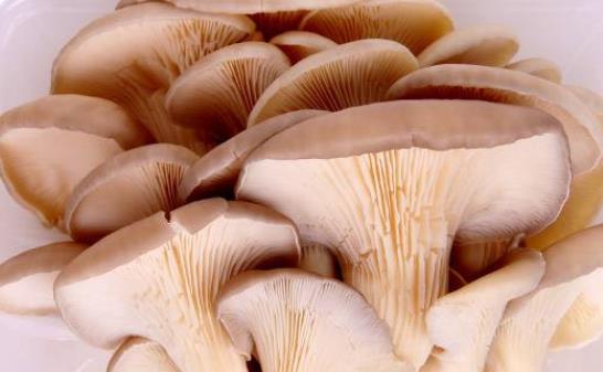 平菇是發(fā)物嗎?高血壓可以吃平菇嗎?