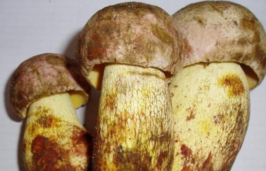 牛肝菌可以生吃嗎?牛肝菌是發物嗎?