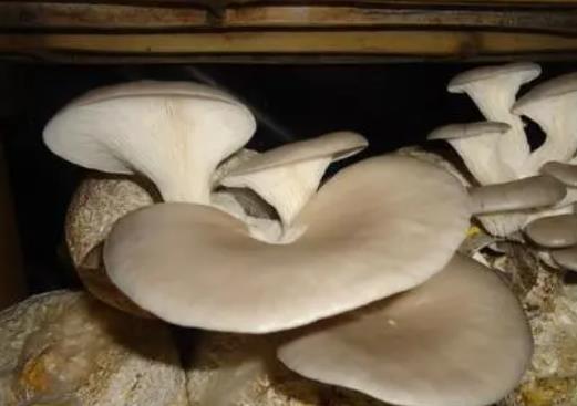 平菇可以降血壓嗎?平菇和什么一起吃好?