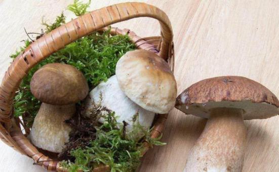 牛肝菌可以生吃嗎?牛肝菌是發物嗎?