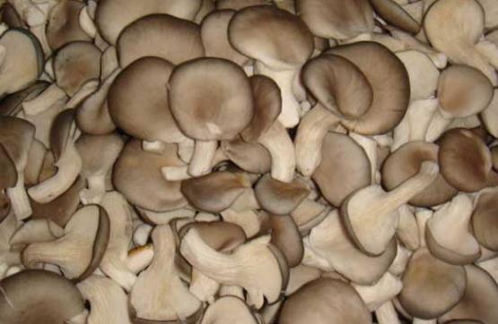 平菇是發(fā)物嗎?高血壓可以吃平菇嗎?