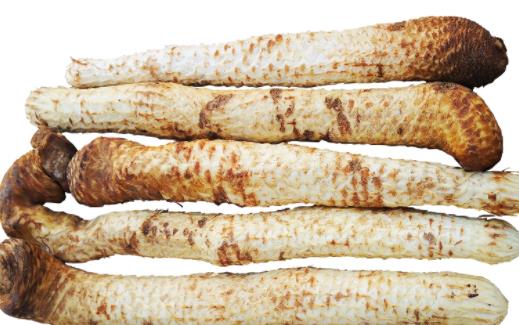 新鮮肉蓯蓉直接切片曬干可以嗎 新鮮肉蓯蓉切片怎樣保存