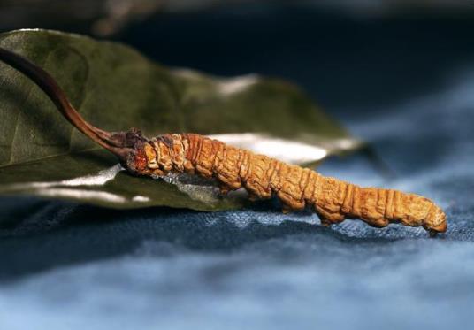 冬蟲(chóng)夏草一整根都可以吃嗎?冬蟲(chóng)夏草能治療癌癥嗎