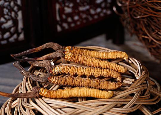 一個人一次可以吃多少蟲草?泡完酒的冬蟲夏草能吃嗎