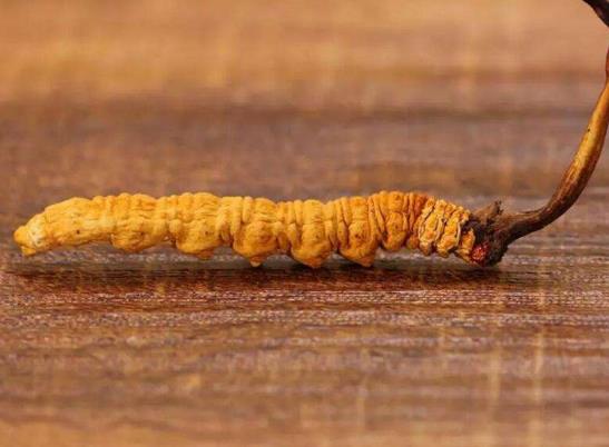 冬蟲(chóng)夏草一整根都可以吃嗎?冬蟲(chóng)夏草能治療癌癥嗎