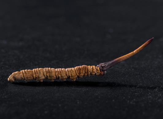 蟲草發霉是怎么樣的?一個冬蟲夏草可以泡多少水