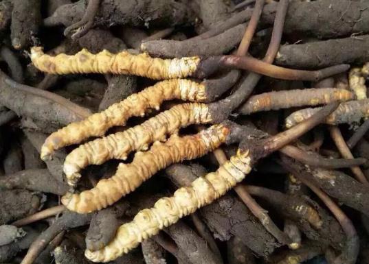 蟲草發霉是怎么樣的?一個冬蟲夏草可以泡多少水