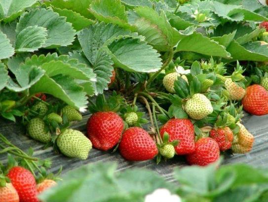 疫情對丹東草莓有影響嗎?丹東草莓為什么冬天才有