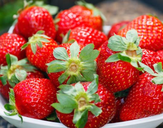 疫情對丹東草莓有影響嗎?丹東草莓為什么冬天才有