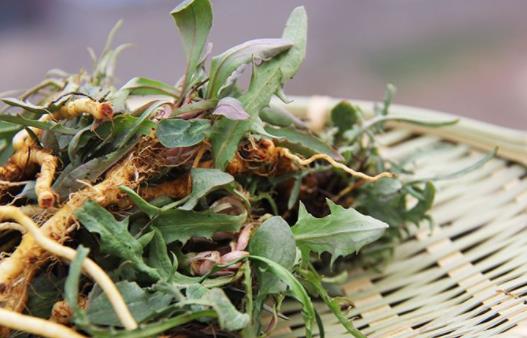 苦菜可以泡水喝嗎? 苦菜泡水喝有什么好處?