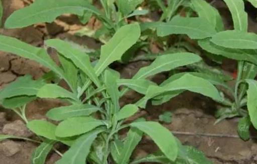 苦菜可以泡水喝嗎? 苦菜泡水喝有什么好處?