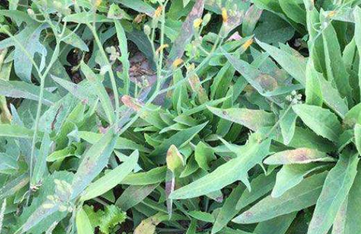 苦菜是蒲公英嗎?苦菜和蒲公英的區別?