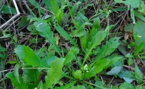 苦菜是蒲公英嗎?苦菜和蒲公英的區別?