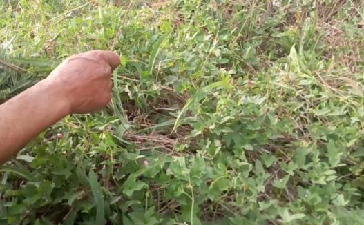 感冒可以吃苦菜嗎?感冒吃什么好得快?