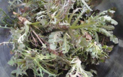 苦菜是蒲公英嗎?苦菜和蒲公英的區別?