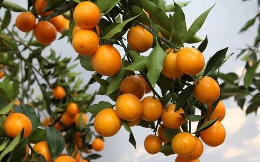 吃金桔會胖嗎 吃金桔嘴麻是什么原因