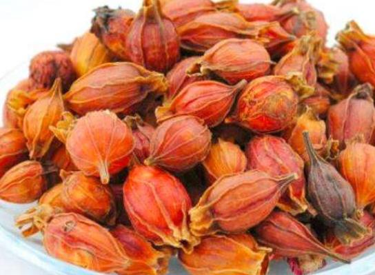 常用梔子泡茶好嗎?梔子泡水喝需注意哪些事項