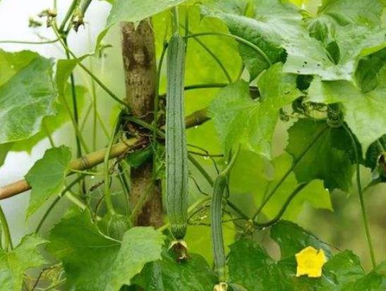 絲瓜怎么挑選嫩的?絲瓜怎么做好吃