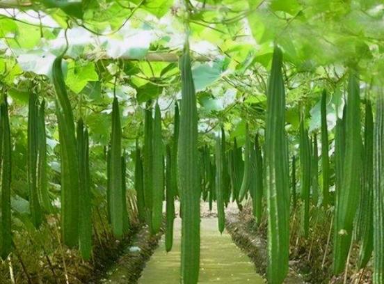 怎樣炒絲瓜不發黑?絲瓜買軟的還是硬的