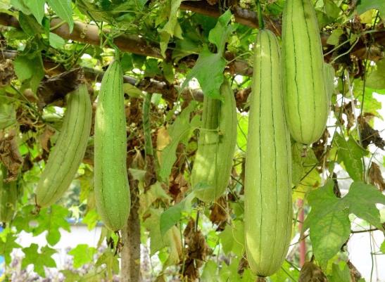 絲瓜怎么挑選嫩的?絲瓜怎么做好吃