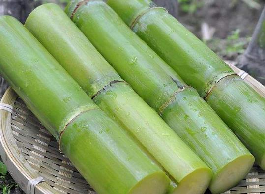 冬天吃甘蔗太涼可以蒸著或煮著吃嗎?甘蔗哪個(gè)地方最甜