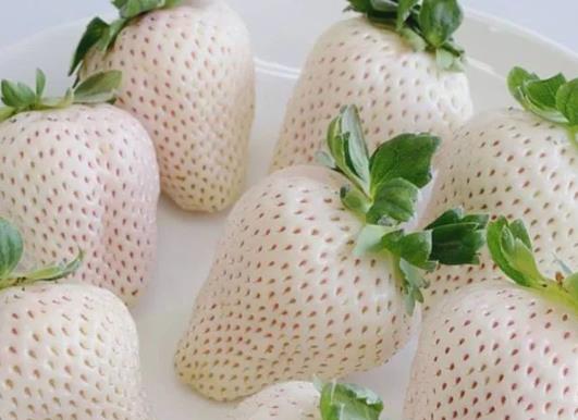 如何清洗白草莓?白草莓和紅草莓的區別