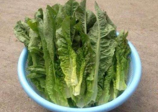 萵筍葉不焯水能涼拌嗎?萵筍葉需要用水焯一下嗎