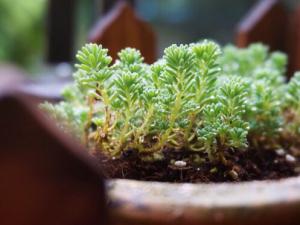 薄雪萬年草的風(fēng)水學(xué)應(yīng)用-薄雪萬年草與家居風(fēng)格的搭配