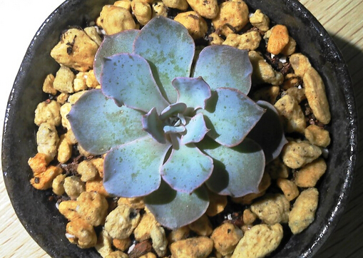 �{ʯɏ�c�Ҿ��L��Ĵ���-�{ʯɏ���Lˮ�W����