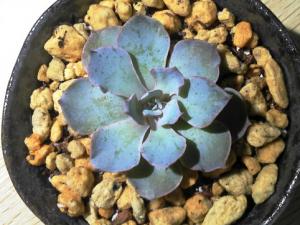 藍石蓮與家居風格的搭配-藍石蓮的風水學應用