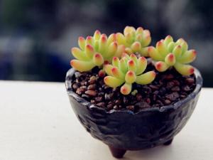 乙女心與家居風格的搭配-乙女心的風水學應用