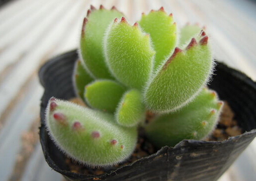 ��ͯ���c�Ҿ��L(f��ng)��Ĵ���-��ͯ���ڼҾ��е�����