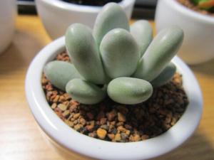 星美人的風水學(xué)應(yīng)用-星美人與家居風格的搭配