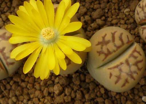 生石花的養(yǎng)殖方法-生石花在家居中的作用