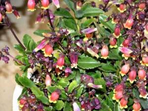 宮燈長壽花的風水學應用-宮燈長壽花在家居中的作用