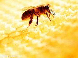 蜂蜜能減肥嗎?蜂蜜減肥法的具體步驟